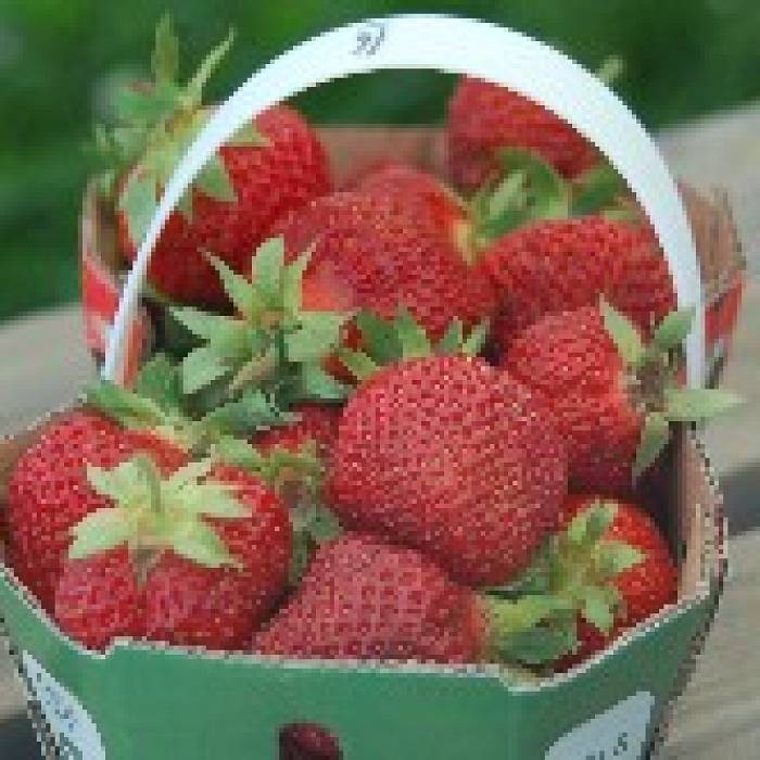 Teaser image for Jams, Jellies & More: Making the Most of Berries